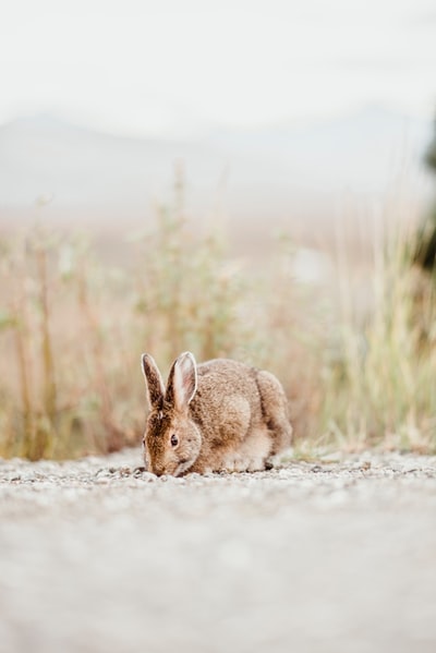 Grass beside brown rabbit during the day
